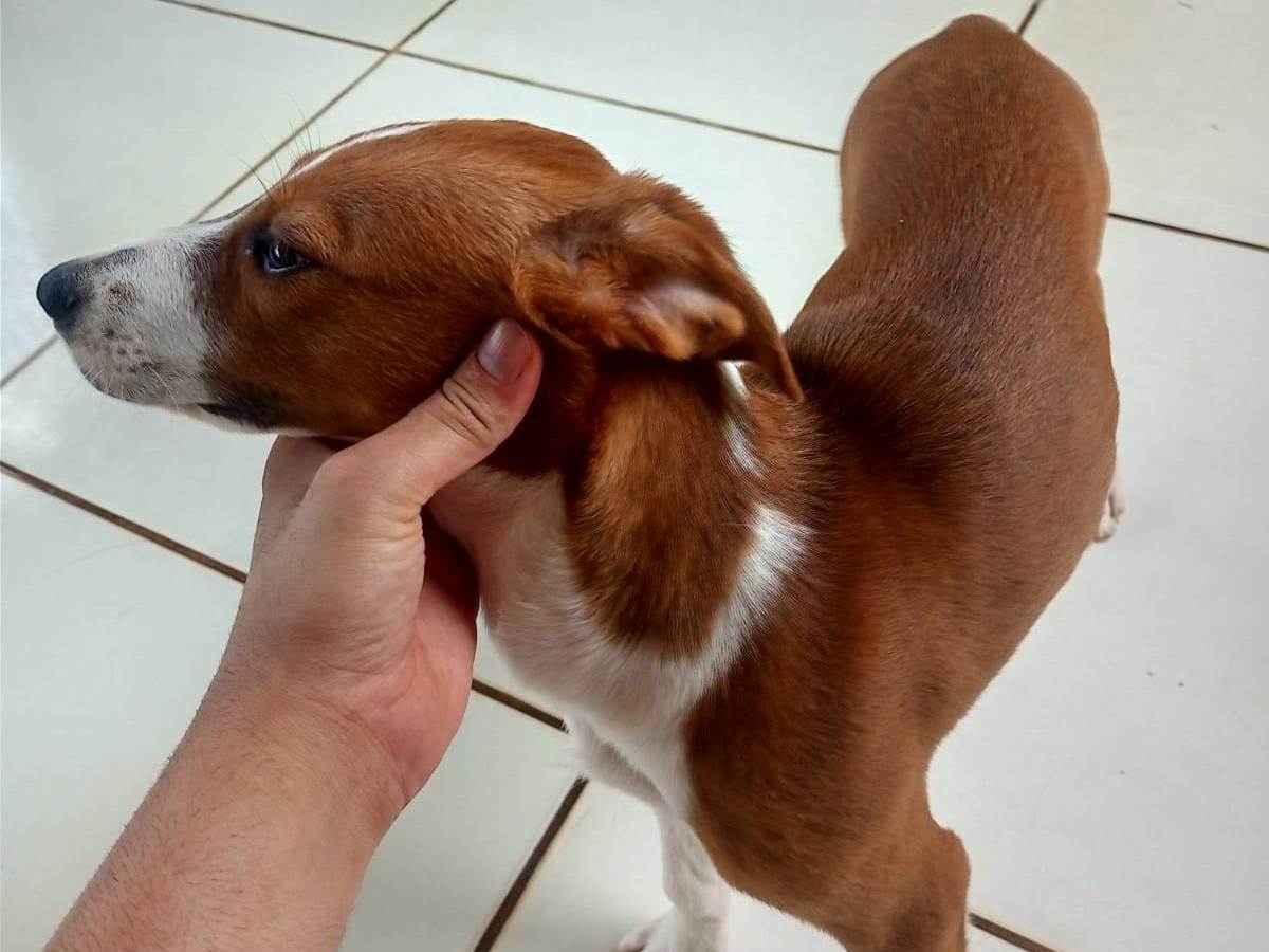 Adoção de Cachorro Rio Branco/AC | Pandora  | Filhote | Raça Labrador | tamanho Pequeno