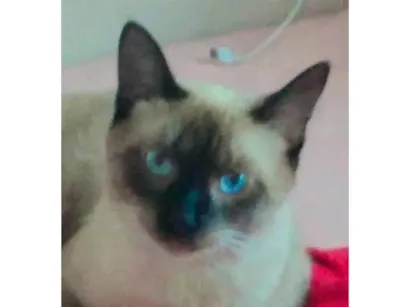 Gato Siamês Medio 2-anos