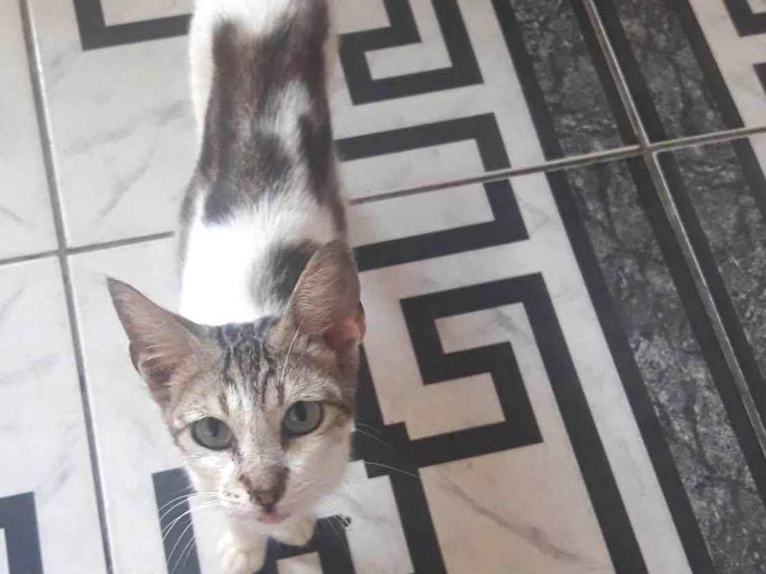 Adoção de Gato Mongaguá/SP | Lia | 1 ano | Raça  | tamanho Pequeno