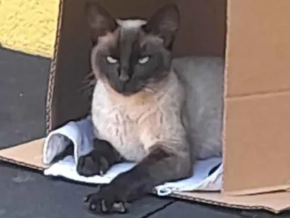 Gato Siamês Pequeno 2-a-6-meses
