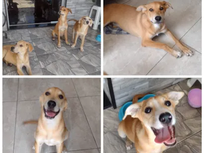 Cao SRD-ViraLata Medio 2-a-6-meses
