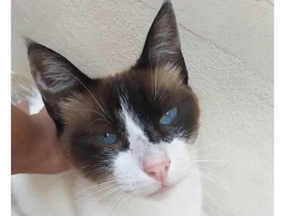 Gato SRD Grande 1-ano