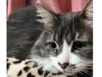 Gato  Grande 6-anos-Acima