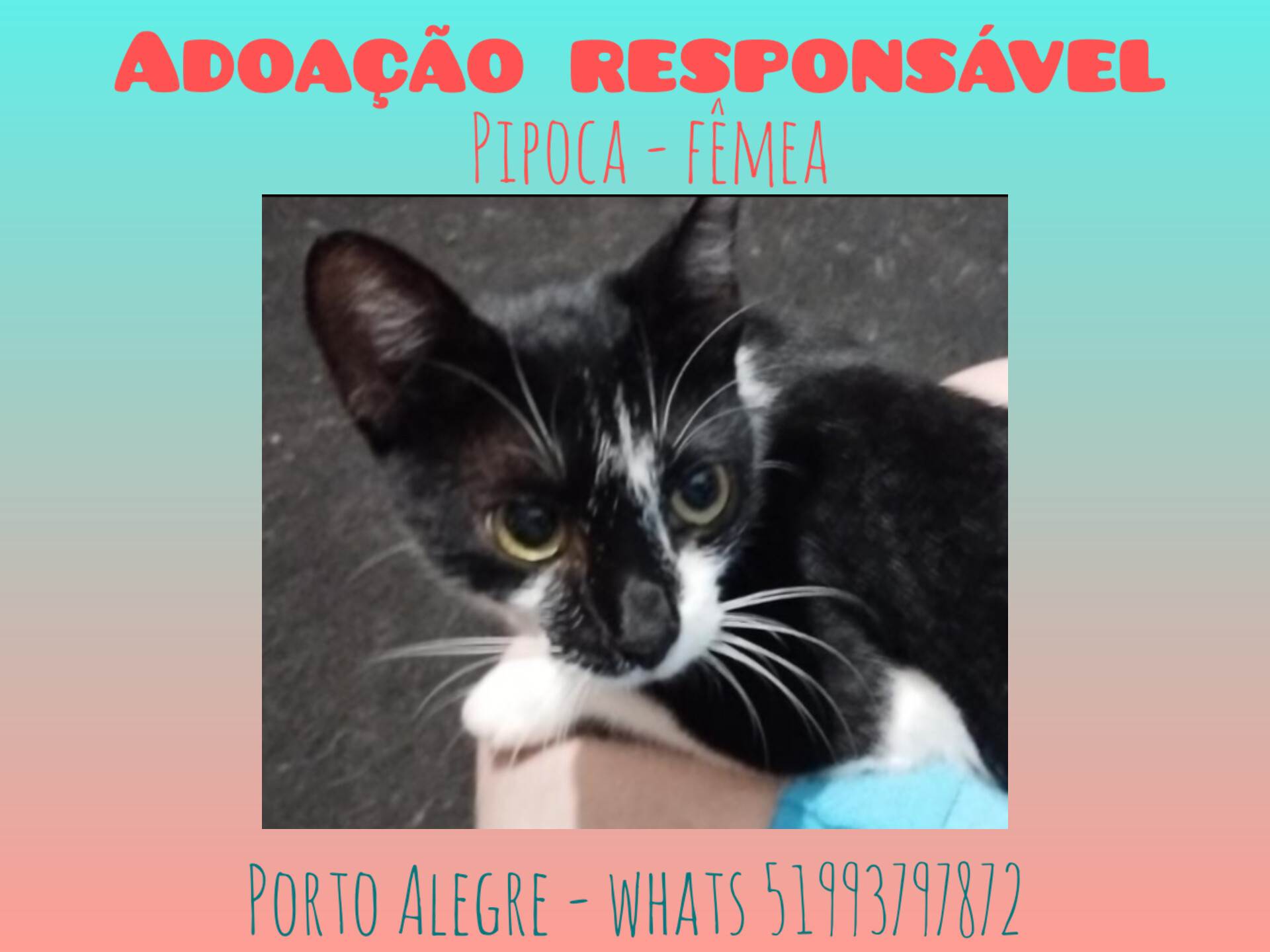 Adoção de Gato Porto Alegre/RS | Felícia | 3 anos | Raça Sem raça | tamanho Pequeno