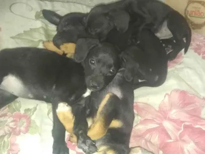 Cao SRD-ViraLata Pequeno 2-a-6-meses