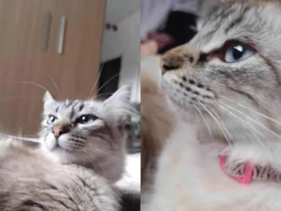 Gato  Pequeno 1-ano