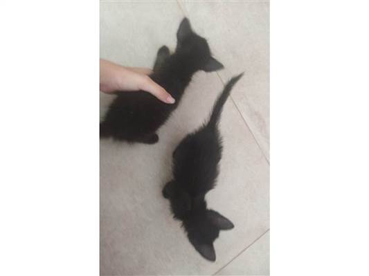 Gato Indefinido Pequeno Abaixo-de-2-meses