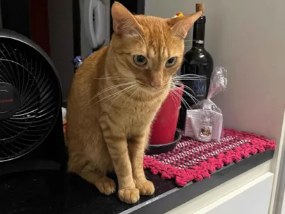 Gato SRD Medio 2-anos