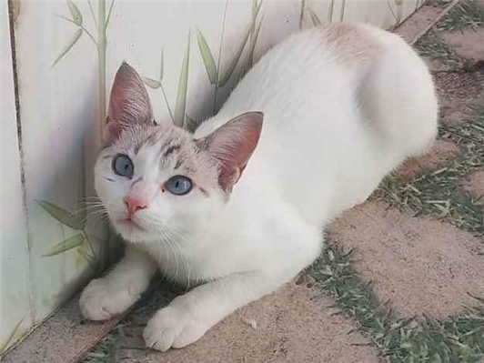 Gato Branca Medio 7-a-11-meses