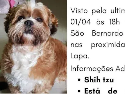 Cao Shitzu Pequeno 3-anos