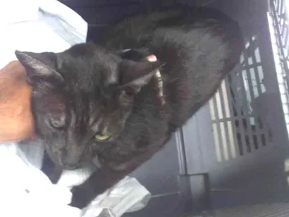 Gato Sem raça definida  Grande 6-anos-Acima