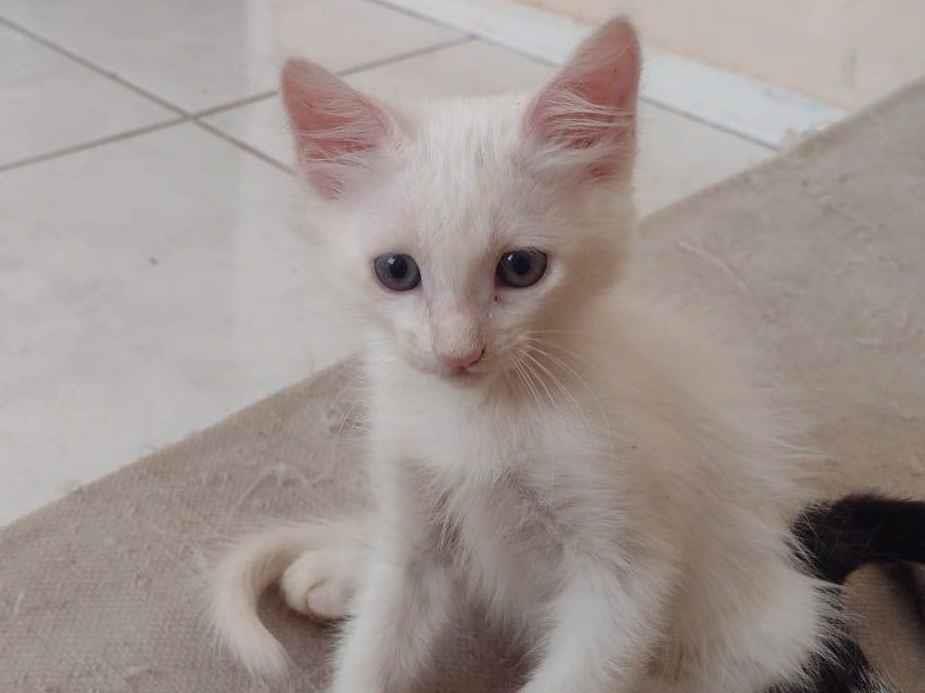 Adoção de Gato Santa Branca/SP | Tiguer | 2 a 6 meses | Raça  | tamanho Pequeno