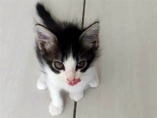 Gato Gato Pequeno 2-a-6-meses