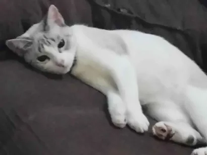 Gato SRD-ViraLata Medio 1-ano