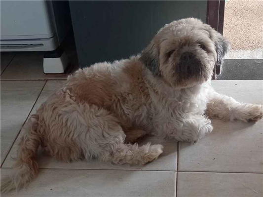 Cachorro tamanho Medio Macho 5-anos para adoção