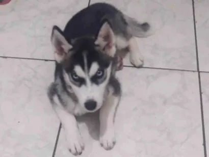 Cao Husky Siberiano Medio 1-ano