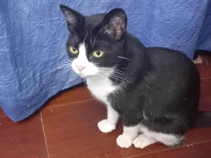 Gato Gato Pequeno 7-a-11-meses