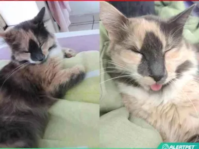 Gato SRD-ViraLata Pequeno 2-anos