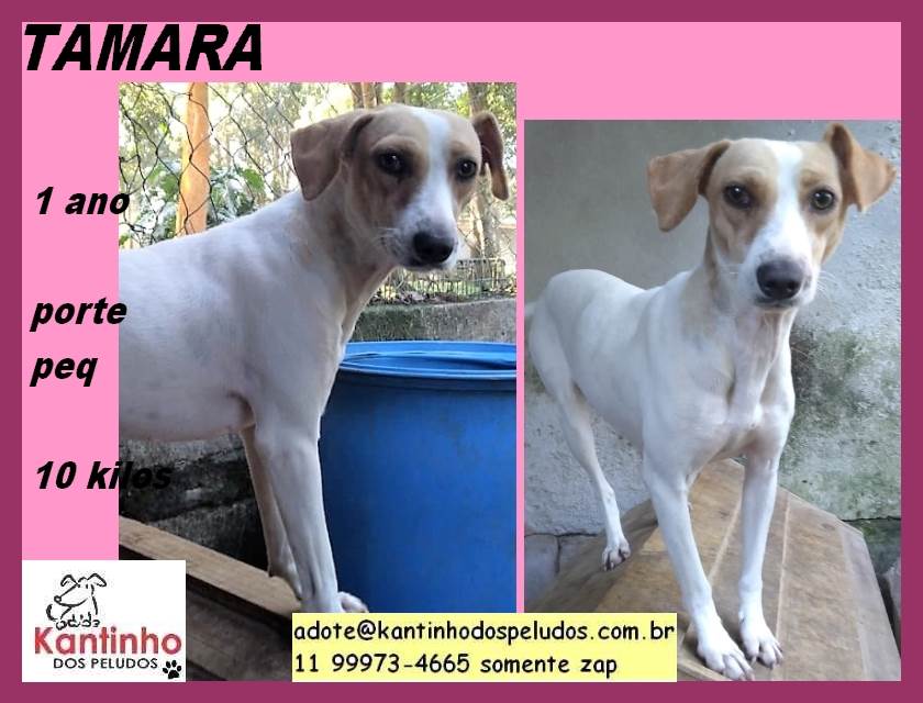 Cachorros e gatos de Ana Marta Mendonça  (375) em SP - São Paulo