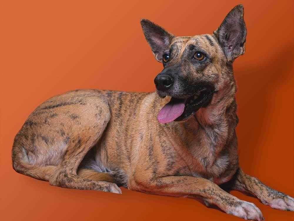 Adoção de Cachorro Itapecerica da Serra/SP | SAMUCA | 2 anos | Raça srd | tamanho Médio