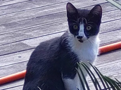 Gato Indefinida Pequeno 2-a-6-meses
