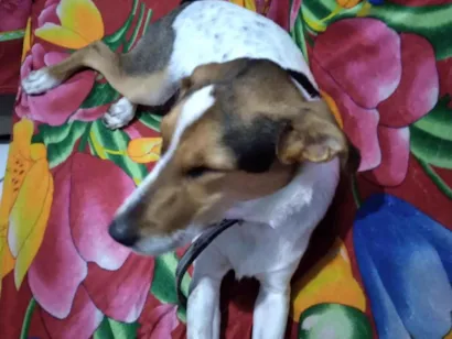 Cao Boxer paulistinha Medio 7-a-11-meses