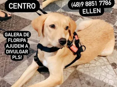Cao  Medio 2-a-6-meses