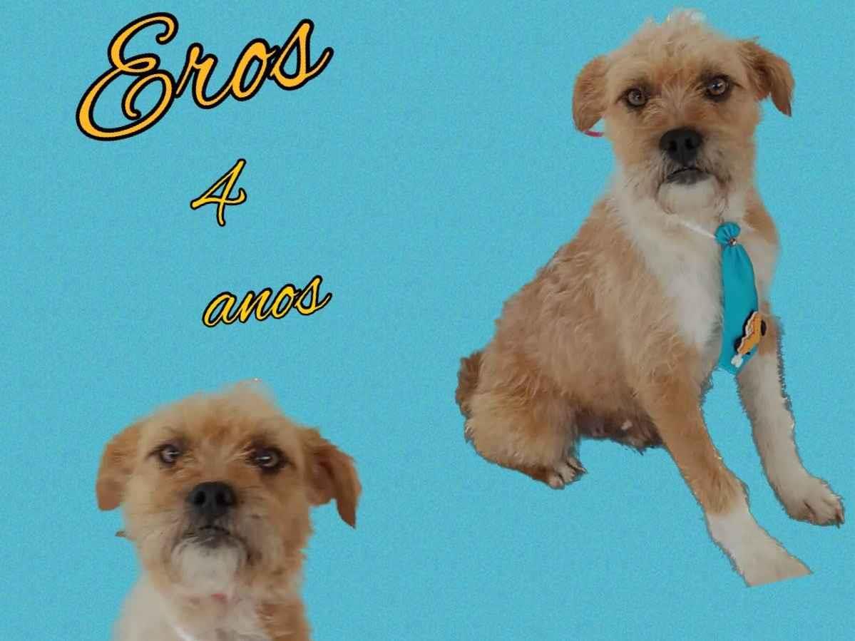 Adoção de Cachorro São Paulo/SP | Simba | 1 ano | Raça srd | tamanho Médio