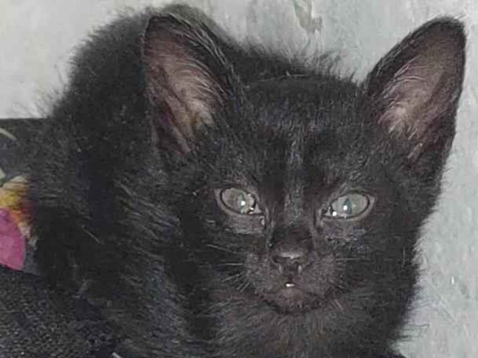 Gato Gato preto Pequeno Abaixo-de-2-meses