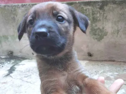 Cao SRD-ViraLata Medio Abaixo-de-2-meses