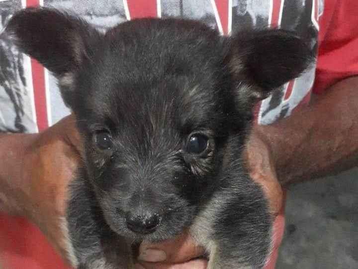 Adoção de Cachorro Cabo Frio/RJ | não coloquei nome ainda | Filhote | Raça SRD-ViraLata | tamanho Pequeno