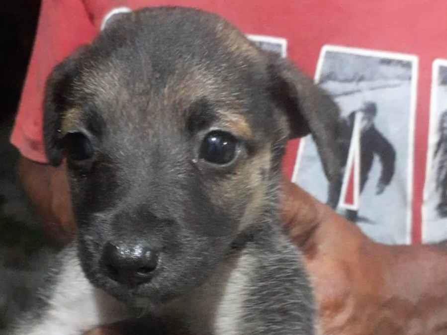 Adoção de Cachorro Cabo Frio/RJ | Sem nome | Filhote | Raça SRD-ViraLata | tamanho Pequeno