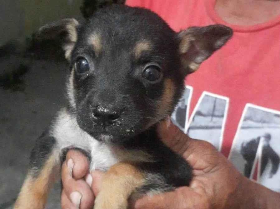 Adoção de Cachorro Cabo Frio/RJ | Sem nome ainda | Filhote | Raça SRD-ViraLata | tamanho Pequeno