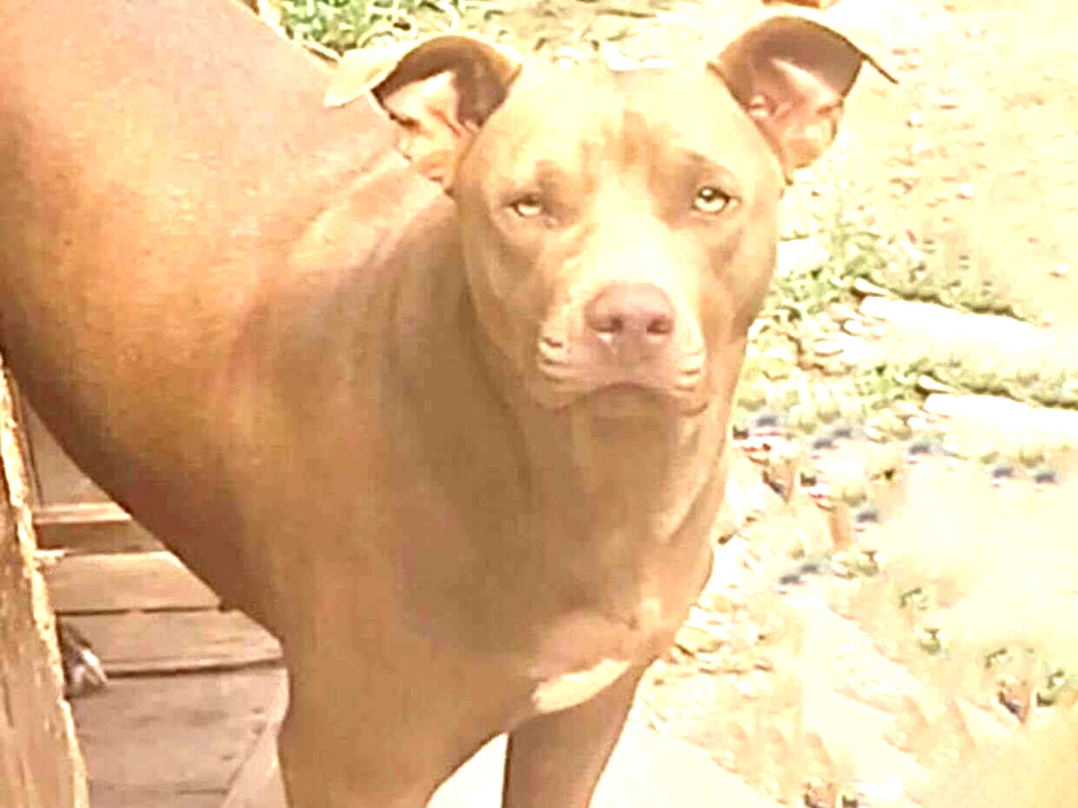 Adoção de Cachorro São Paulo/SP | Rufus | 2 anos | Raça Srd  | tamanho Médio