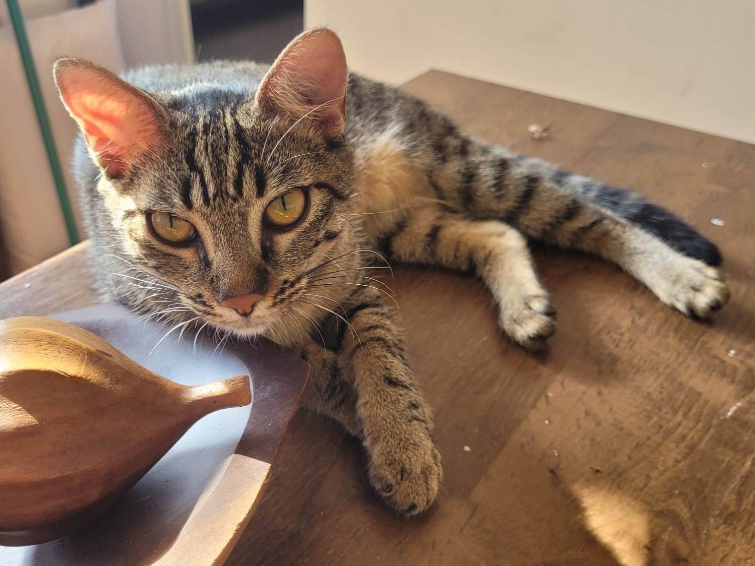 Gato Encontrado Taboão da Serra/SP | Lia e leo | 7 a 11 meses | Raça Srd | tamanho Pequeno