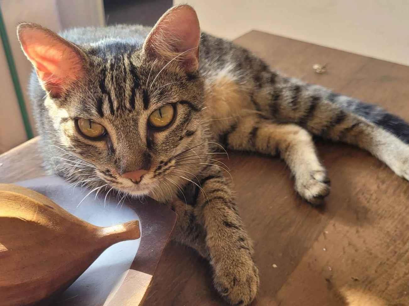 Gato Encontrado Taboão da Serra/SP | Lia | 7 a 11 meses | Raça Srd | tamanho Pequeno