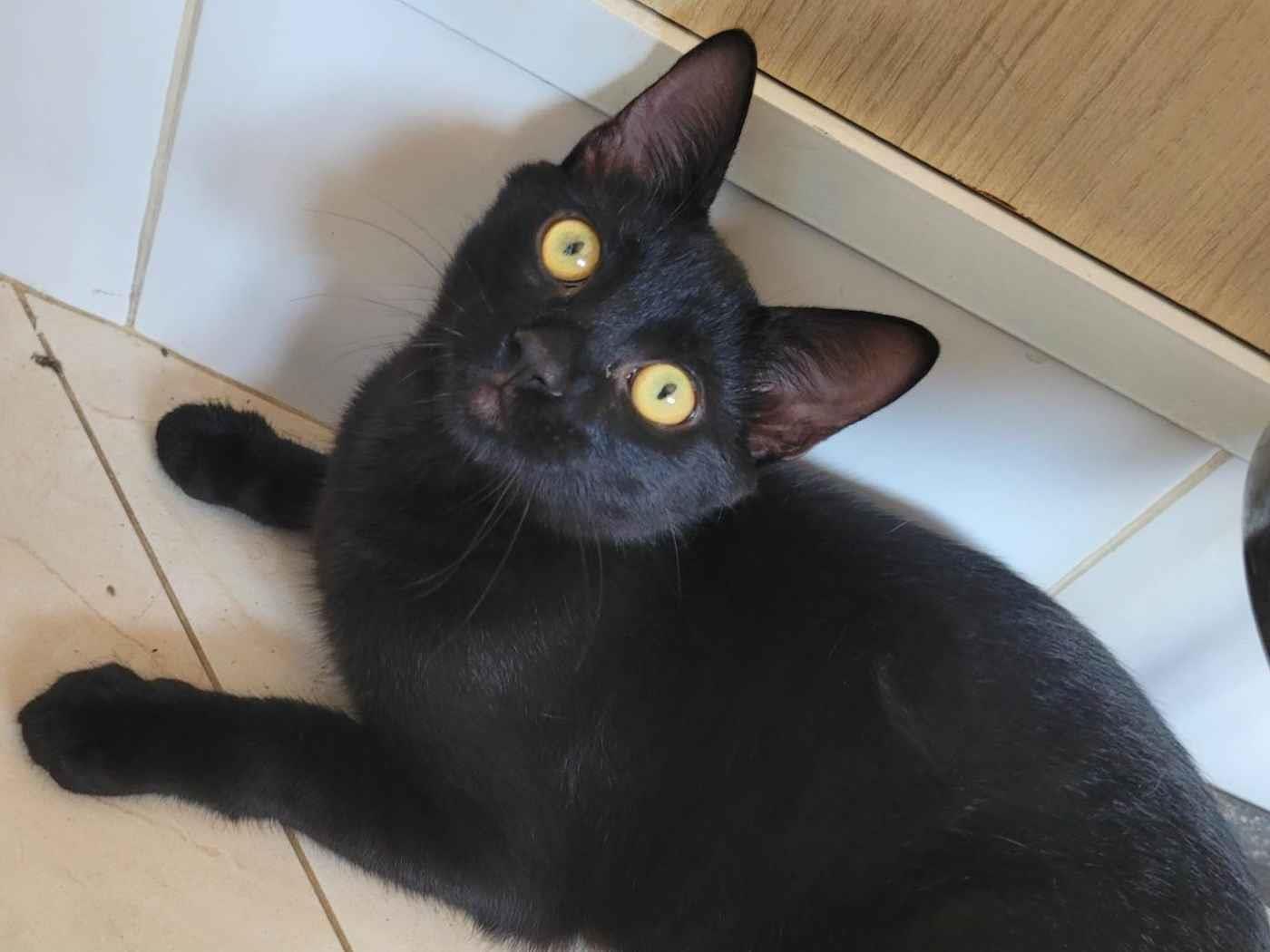Gato Encontrado Taboão da Serra/SP | Lia | 7 a 11 meses | Raça Srd | tamanho Pequeno