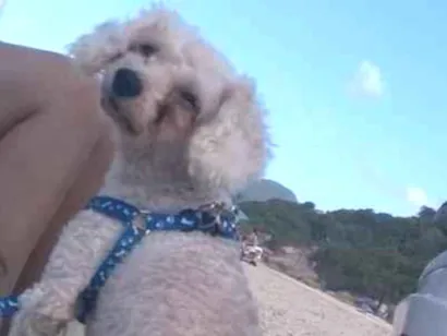 Cao Poodle Pequeno 6-anos-Acima