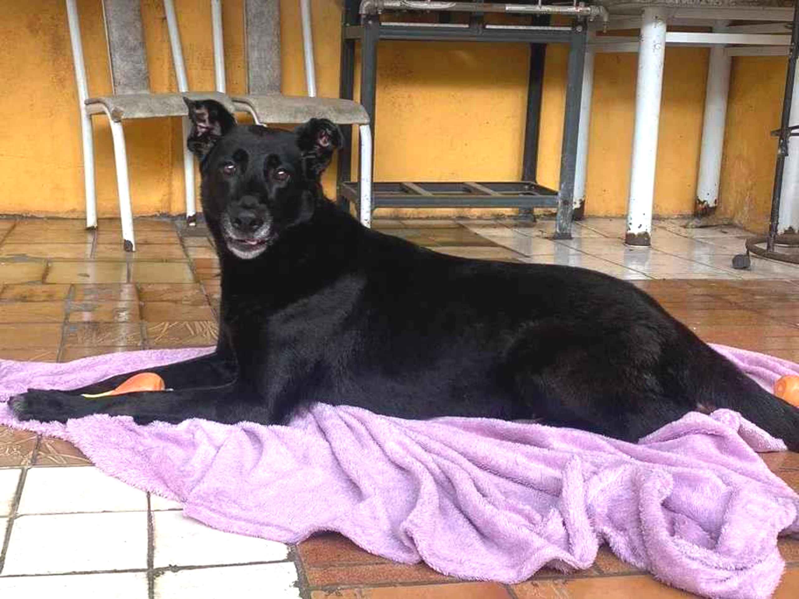 Adoção de Cachorro São Paulo/SP | Pingo | 1 ano | Raça Srd | tamanho Médio