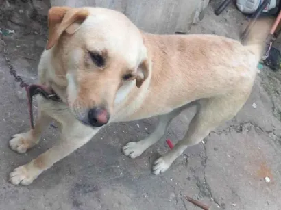 Cao Labrador Grande 1-ano