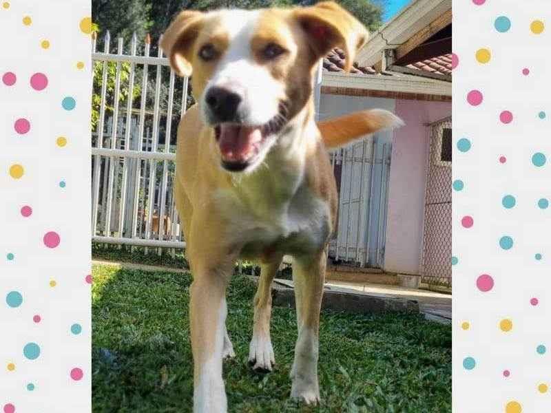 Adoção de Cachorro Curitiba/PR | RUDÁ | 2 anos | Raça SRD | tamanho Médio