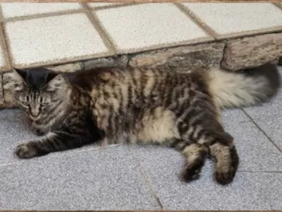 Gato  Medio 6-anos-Acima