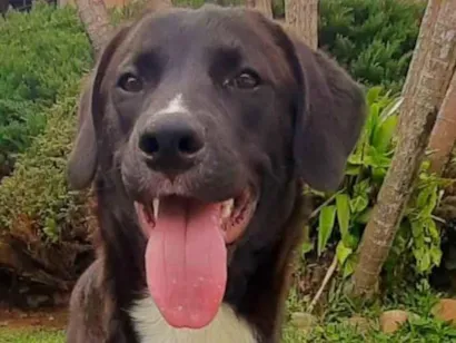 Cao Labrador Medio 7-a-11-meses