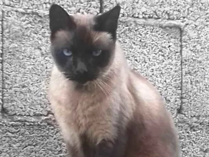 Gato Siamês Medio 6-anos-Acima