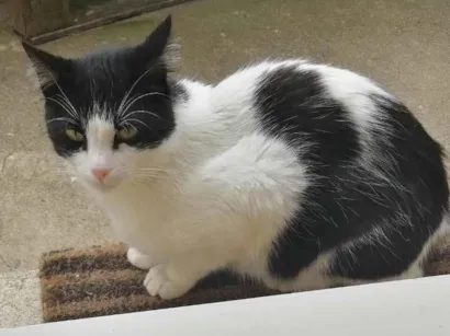 Gato SRD-ViraLata Pequeno 3-anos