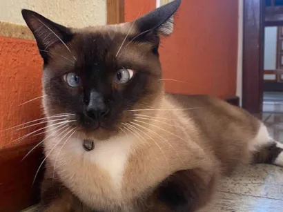 Gato Siamês Medio 4-anos