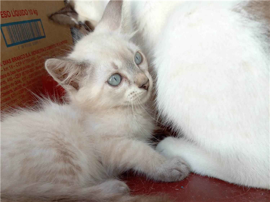 Gato - Pequeno 2-a-6-meses