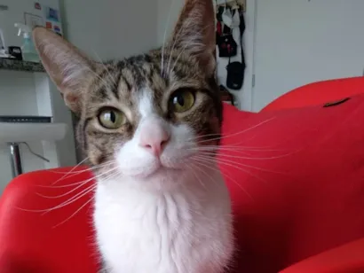 Gato SRD-ViraLata Medio 2-anos
