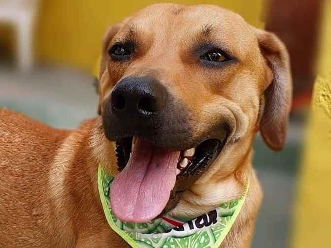 Adoção de Cachorro São Paulo/SP | SPIKE | 2 anos | Raça SRD | tamanho Médio