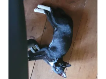 Gato Não definida Pequeno 2-a-6-meses